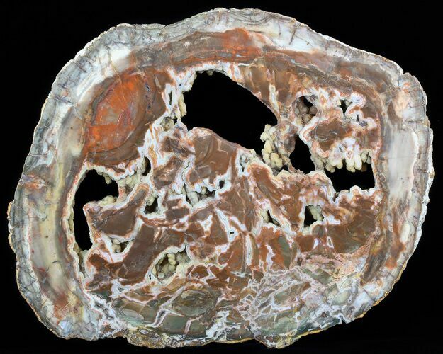 Petrified Wood Round With Botryoidal Chalcedony #51274